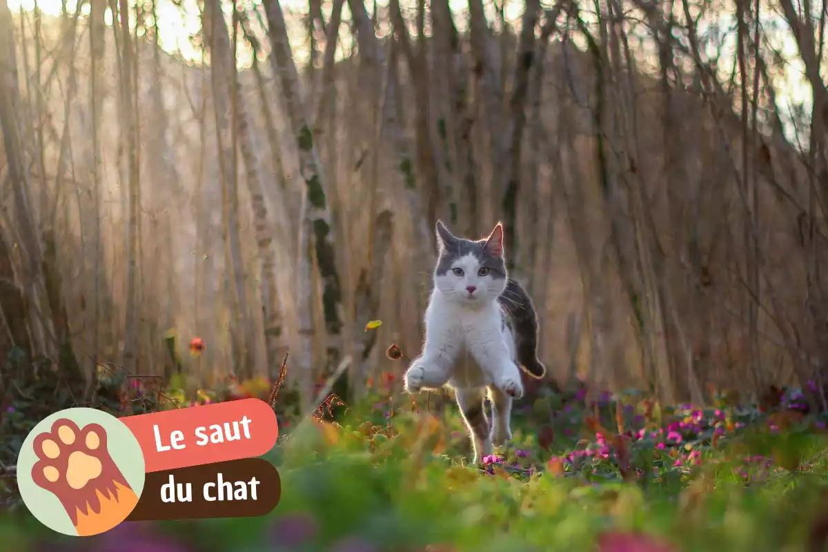 You are currently viewing À quelle hauteur un chat peut sauter ?