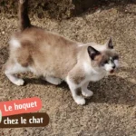 Hoquet chez le chat : faut-il s&rsquo;inquiéter ? (et comment réagir)
