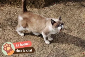 Lire la suite à propos de l’article Hoquet chez le chat : faut-il s&rsquo;inquiéter ? (et comment réagir)