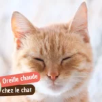 Oreille chaude chez le chat : faut-il s&rsquo;inquiéter ?