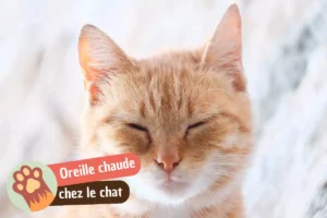 Lire la suite à propos de l’article Oreille chaude chez le chat : faut-il s&rsquo;inquiéter ?