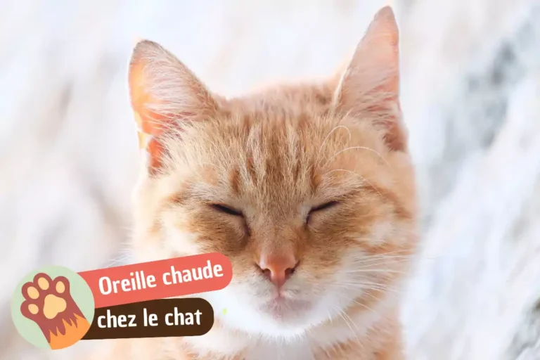 mon chat a les oreilles chaudes