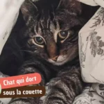 Pourquoi mon chat dort sous la couette ?