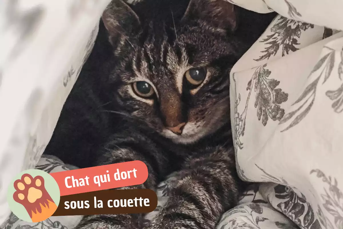 You are currently viewing Pourquoi mon chat dort sous la couette ?