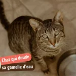 Mon chat ne boit pas dans sa gamelle : causes, solutions et signes à surveiller