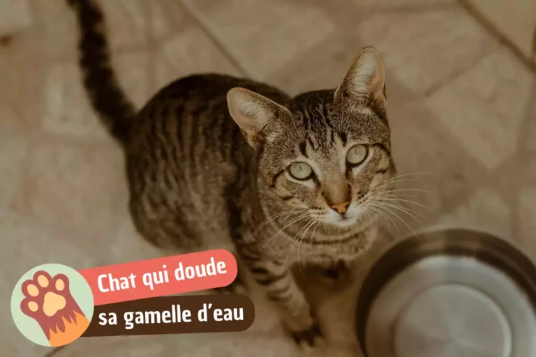chat qui ne boit pas dans sa gamelle d'eau