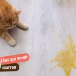 Mon chat vomit marron : croquettes ou sang digéré ?