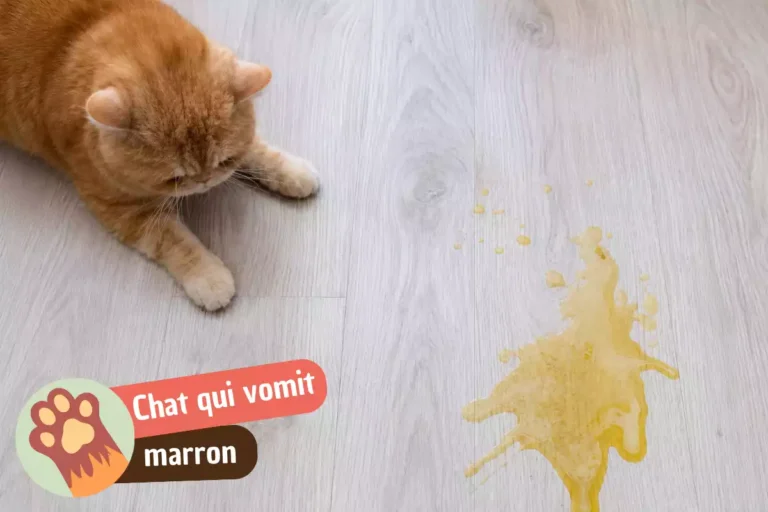 chat qui vomit marron