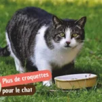 Plus de croquettes : que donner à manger à son chat sans risque ?