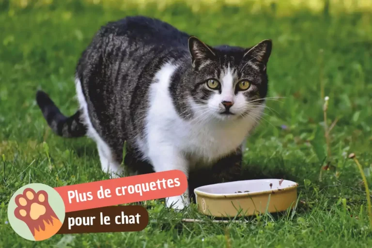 par quoi remplacer les croquettes quand on en a plus ?