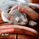 Mon chat a de la fièvre : comment le savoir sans thermomètre ?