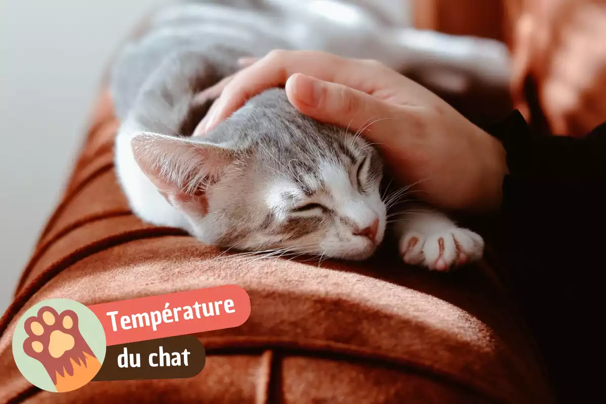 You are currently viewing Mon chat a de la fièvre : comment le savoir sans thermomètre ?