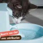 Comment bien nourrir un chat après la stérilisation : conseils pratiques et rassurants