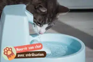 Lire la suite à propos de l’article Comment bien nourrir un chat après la stérilisation : conseils pratiques et rassurants