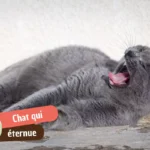 Mon chat éternue mais son nez ne coule pas : décoder l&rsquo;éternuement sec avant de paniquer