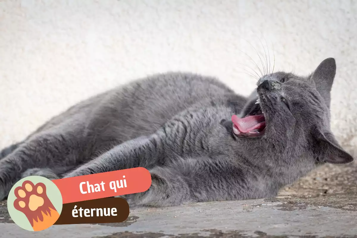You are currently viewing Mon chat éternue mais son nez ne coule pas : décoder l&rsquo;éternuement sec avant de paniquer