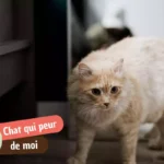 Mon chat a peur de moi : pourquoi, et comment regagner sa confiance