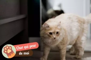 Lire la suite à propos de l’article Mon chat a peur de moi : pourquoi, et comment regagner sa confiance