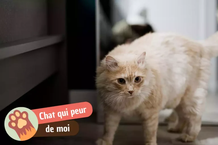 mon chat a peur de moi