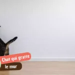 Pourquoi mon chat gratte les murs ? Décoder selon l&rsquo;endroit