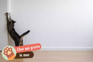 Lire la suite à propos de l’article Pourquoi mon chat gratte les murs ? Décoder selon l&rsquo;endroit