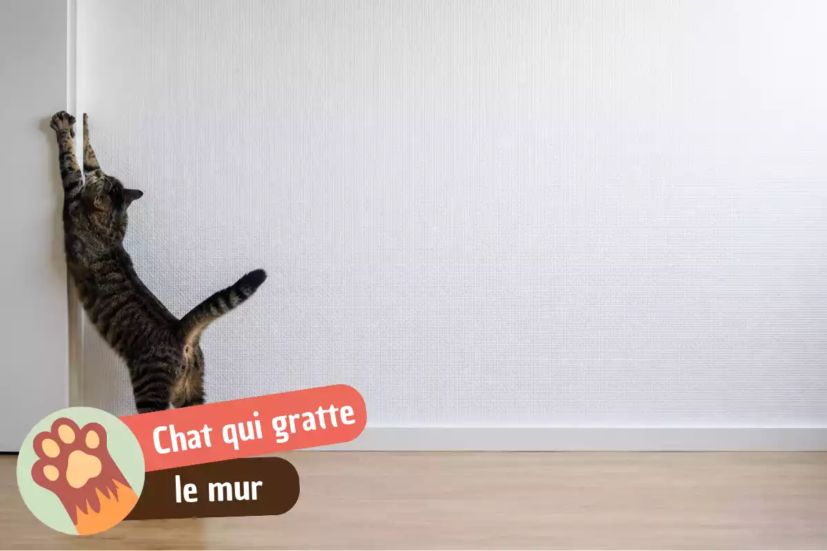 You are currently viewing Pourquoi mon chat gratte les murs ? Décoder selon l’endroit