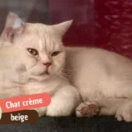 Chat crème beige : d&rsquo;où vient cette robe et comment en prendre soin