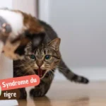 Syndrome du tigre chez le chat : pourquoi il vous attaque sans prévenir (et comment l&rsquo;apaiser)
