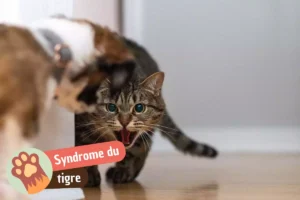 Lire la suite à propos de l’article Syndrome du tigre chez le chat : pourquoi il vous attaque sans prévenir (et comment l&rsquo;apaiser)