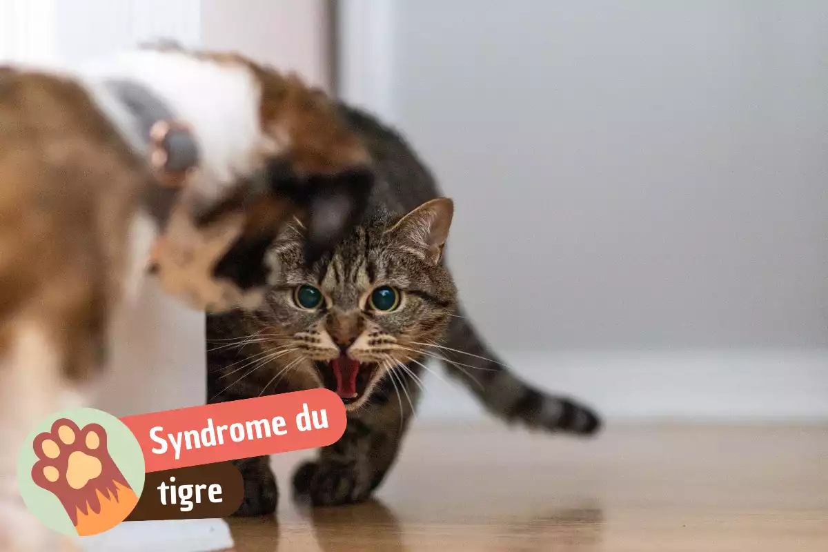 You are currently viewing Syndrome du tigre chez le chat : pourquoi il vous attaque sans prévenir (et comment l’apaiser)