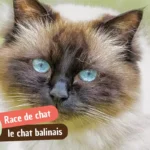 Chat balinais : caractère, prix, santé