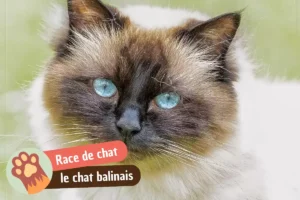 Lire la suite à propos de l’article Chat balinais : caractère, prix, santé