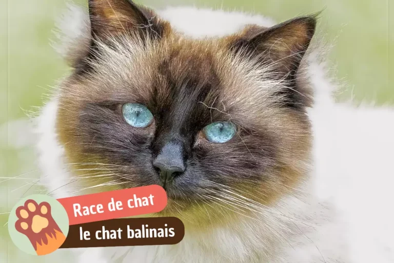 chat balinais race