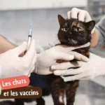 Vaccins du chat obligatoires : ce que dit la loi en France