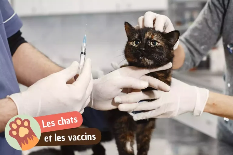 vaccins en france pour les chats