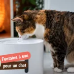 Pourquoi ma fontaine à eau pour chat devient visqueuse (biofilm) et comment l&rsquo;éviter