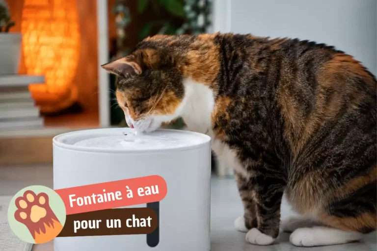 ma fontaine à eau pour chat devient visqueuse