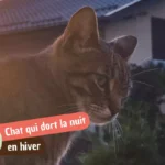 Un chat peut-il dormir dehors en hiver ?