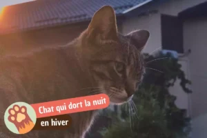 Lire la suite à propos de l’article Un chat peut-il dormir dehors en hiver ?