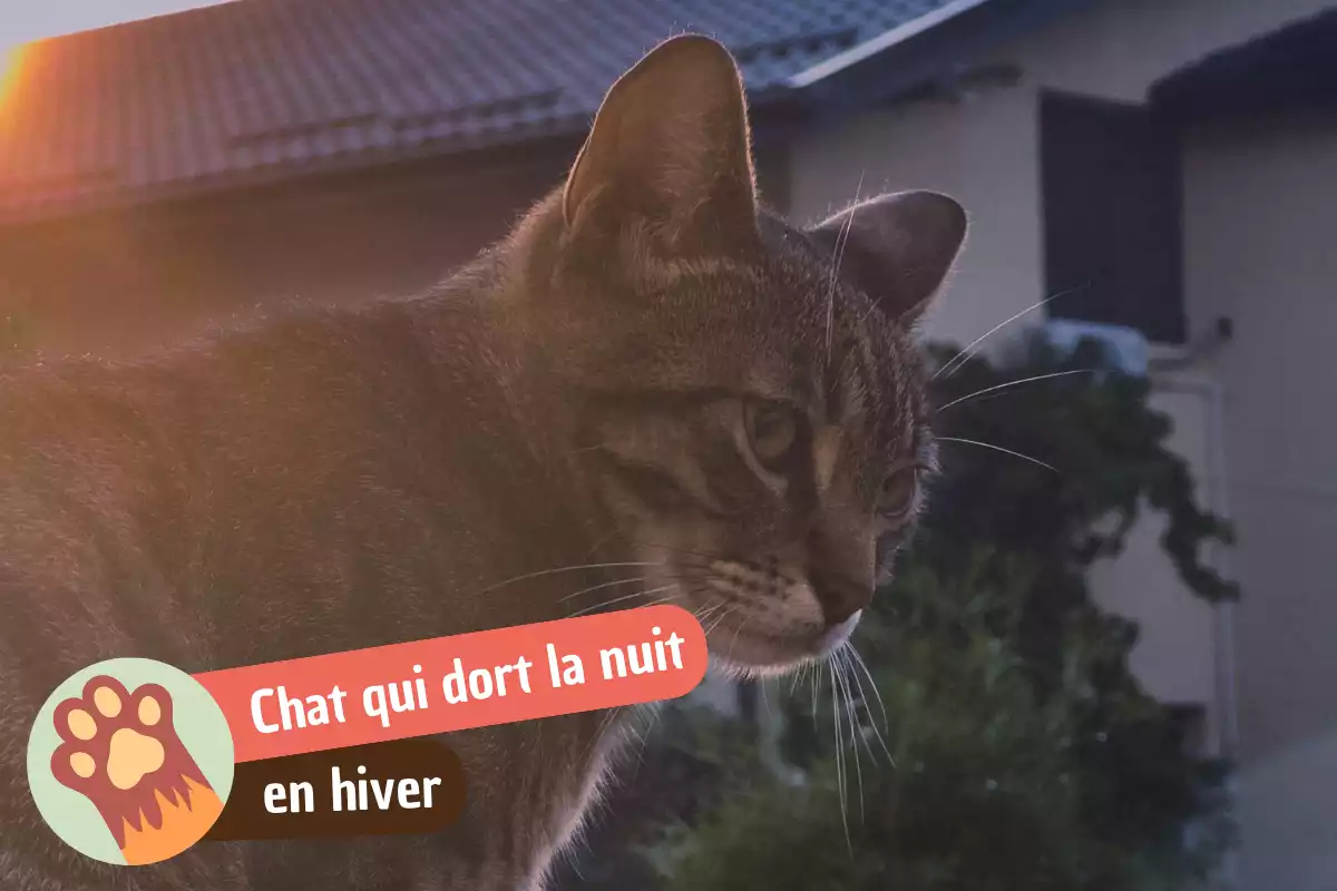 You are currently viewing Un chat peut-il dormir dehors en hiver ?