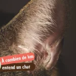 À combien de Km entend un chat ?
