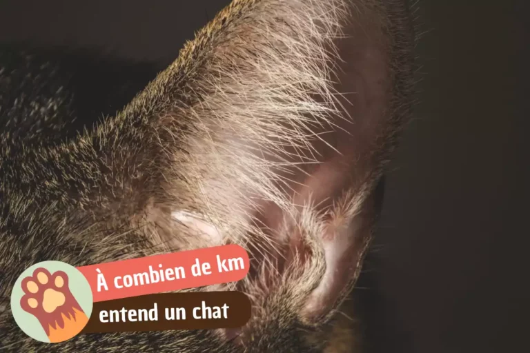 à combien de km entend un chat