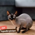 Chat hypoallergénique : quelles races choisir quand on est allergique et comment réduire la Fel d 1