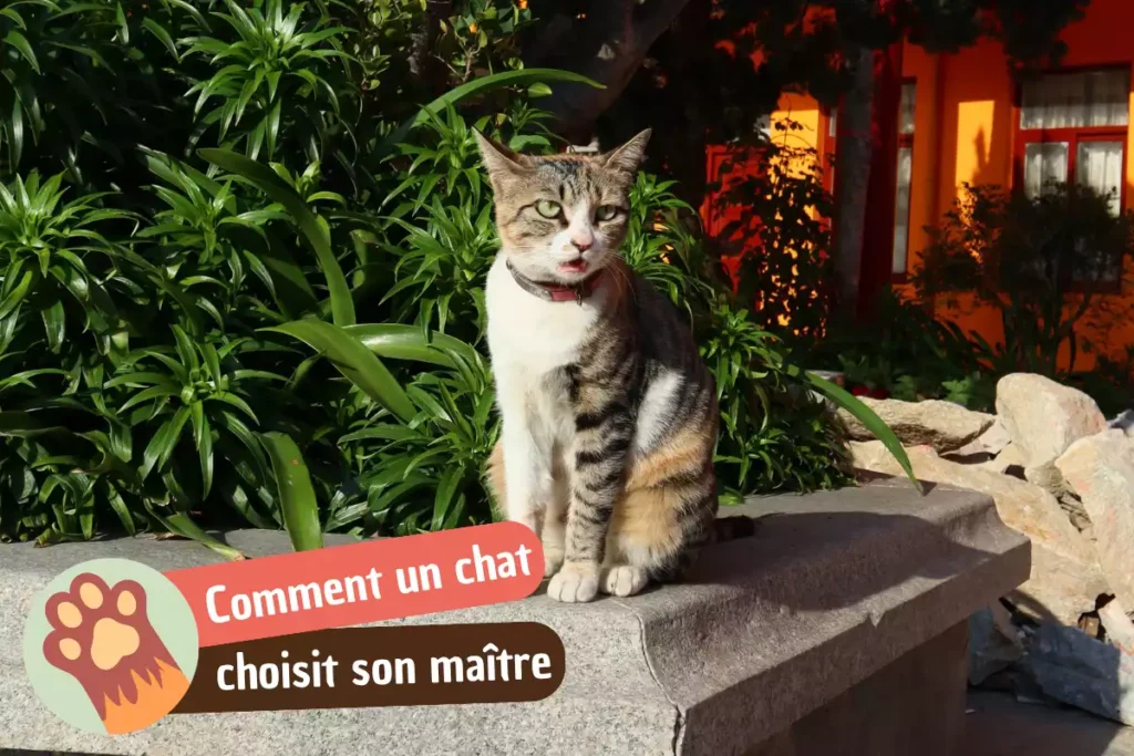 comment un chat choisit son maitre ?