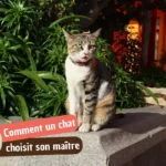Comment un chat choisit son maître ?