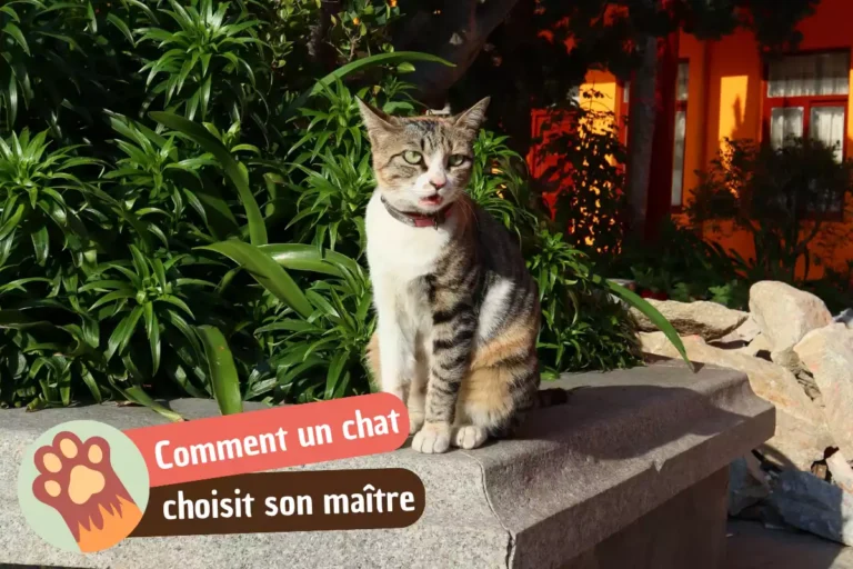 comment un chat choisit son maitre ?