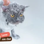 Laver son chat : quand c&rsquo;est vraiment nécessaire et comment le faire sans drame