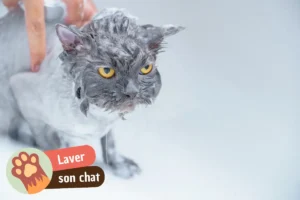 Lire la suite à propos de l’article Laver son chat : quand c&rsquo;est vraiment nécessaire et comment le faire sans drame