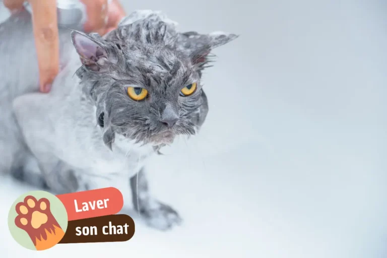 faut-il laver son chat ?