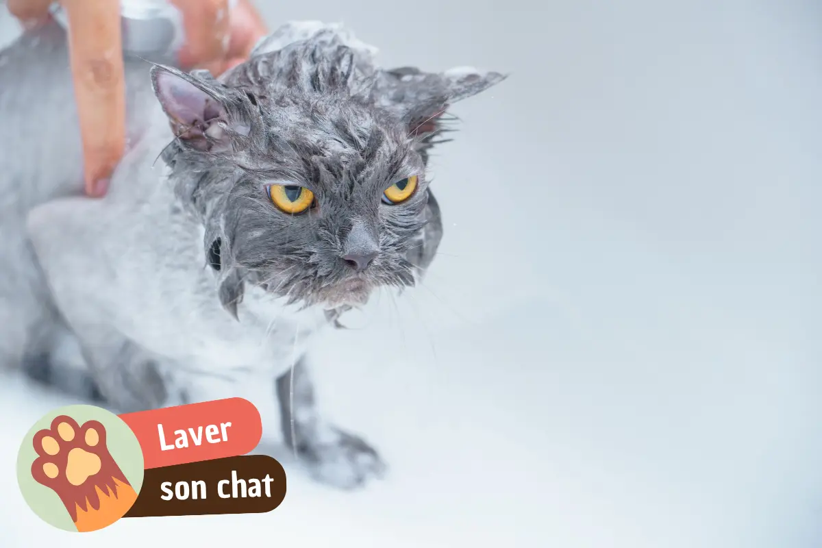 You are currently viewing Laver son chat : quand c&rsquo;est vraiment nécessaire et comment le faire sans drame